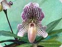 Paph. leucochilum x fairrianum